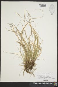 Carex nigromarginata image