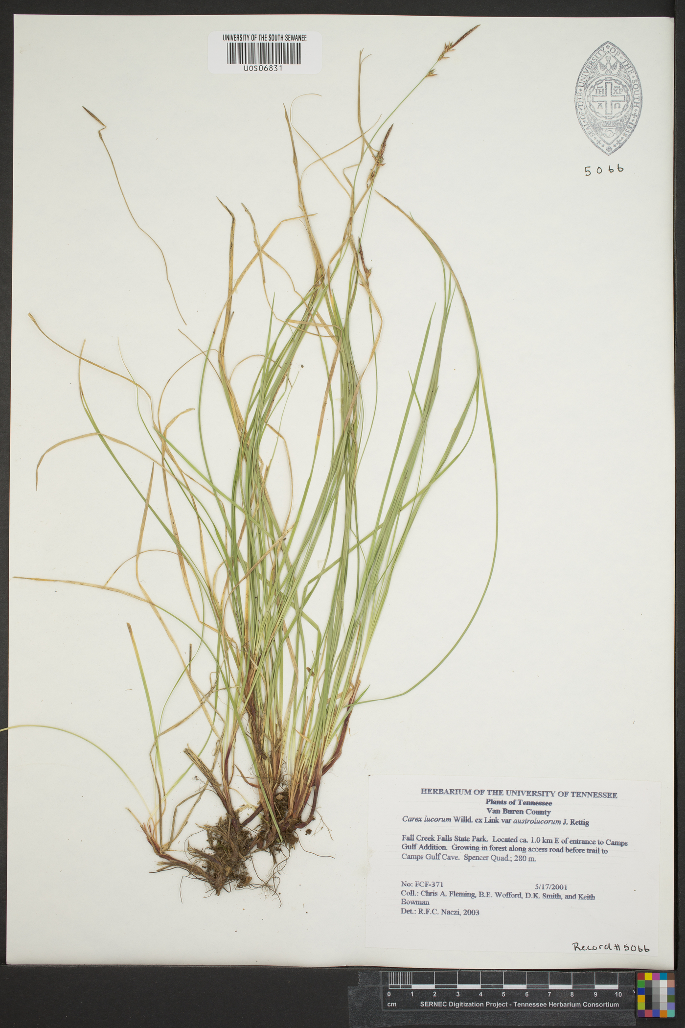 Carex lucorum image