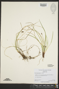 Carex nigromarginata image