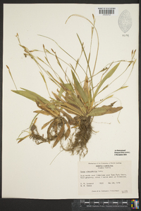 Carex platyphylla image