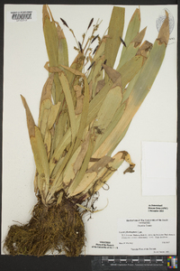 Carex plantaginea image