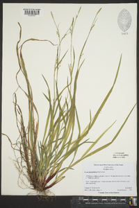 Carex purpurifera image