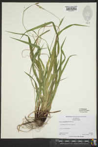 Carex purpurifera image