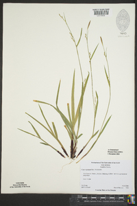 Carex purpurifera image