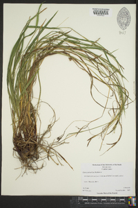 Carex purpurifera image