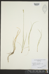 Carex retroflexa image