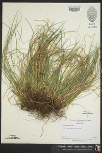 Carex reznicekii image