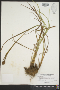 Carex squarrosa image