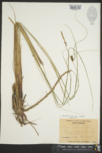 Carex striata image