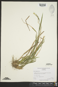 Carex striatula image