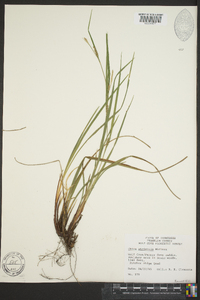 Carex striatula image