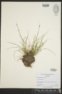 Carex swanii image