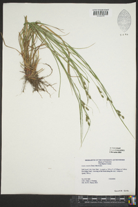 Carex swanii image