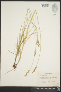 Carex tenera image