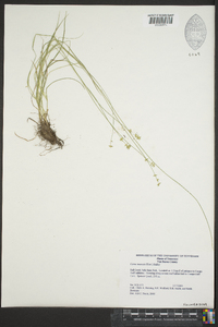 Carex texensis image