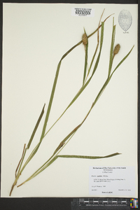 Carex typhina image