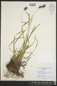 Carex typhina image