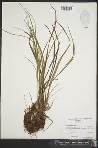 Carex umbellata image