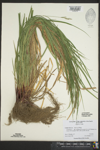 Carex virescens image