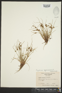 Cyperus squarrosus image