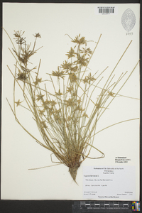 Cyperus flavescens image