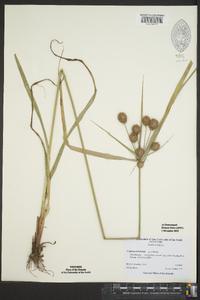 Cyperus echinatus image