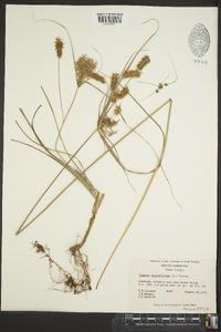 Cyperus retrofractus image