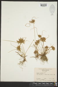 Cyperus filicinus image