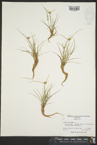 Cyperus flavescens image