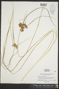 Cyperus pseudovegetus image