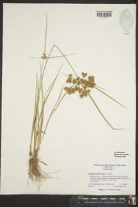 Cyperus pseudovegetus image