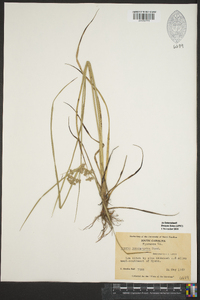 Cyperus pseudovegetus image