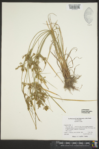 Cyperus iria image