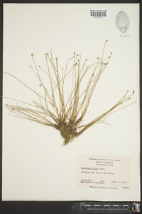 Eleocharis albida image