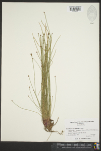 Eleocharis erythropoda image