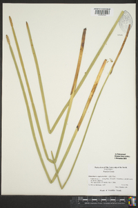 Eleocharis equisetoides image