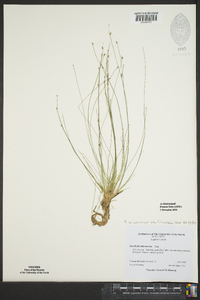 Eleocharis microcarpa var. filiculmis image