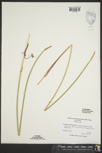 Eleocharis quadrangulata image