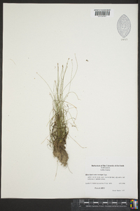 Eleocharis microcarpa image