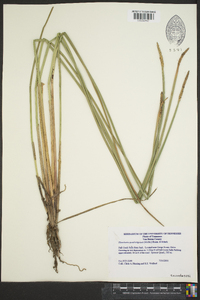 Eleocharis quadrangulata image