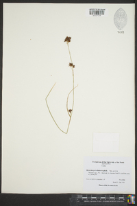 Rhynchospora chalarocephala image