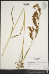 Scirpus pendulus image