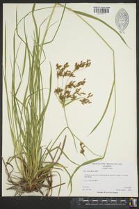 Scirpus pendulus image