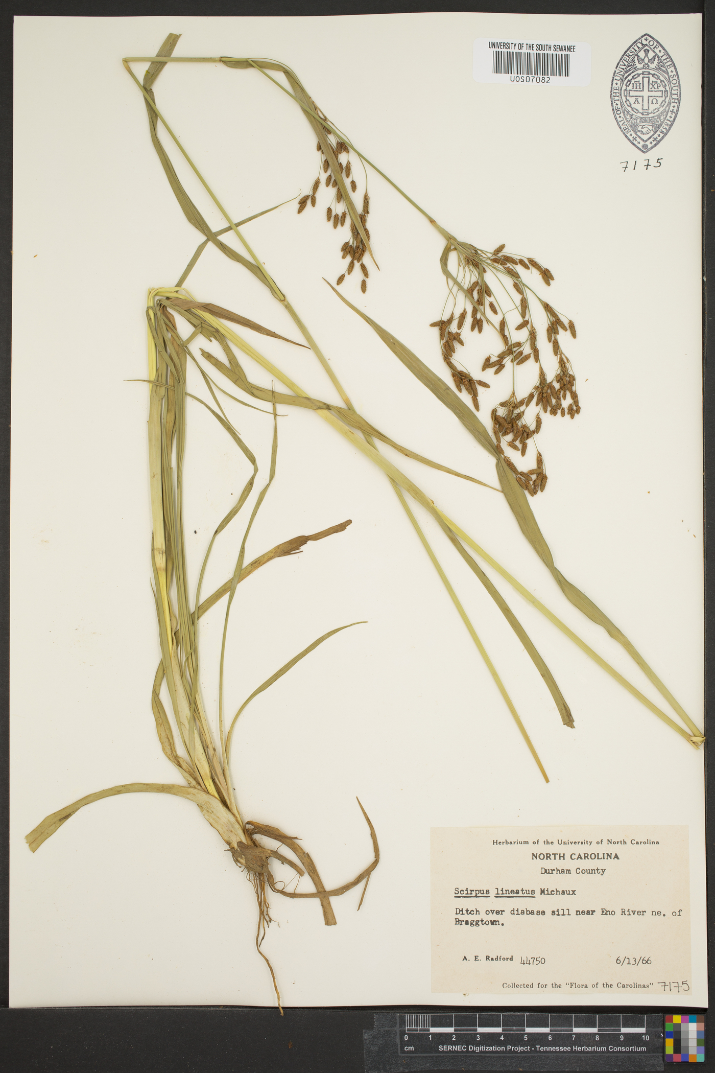 Scirpus lineatus image