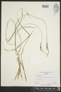 Scleria oligantha image