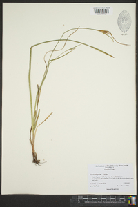 Scleria oligantha image