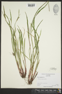 Scleria oligantha image