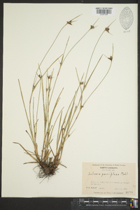 Scleria pauciflora image