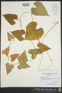 Dioscorea polystachya image