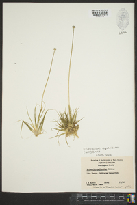 Eriocaulon aquaticum image